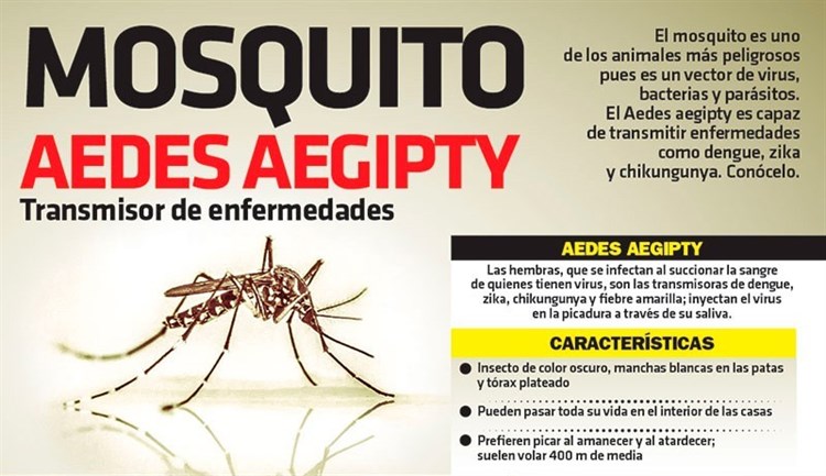 Nos indica como podemos identificar al mosquito Aedes Aegipty, una amenaza