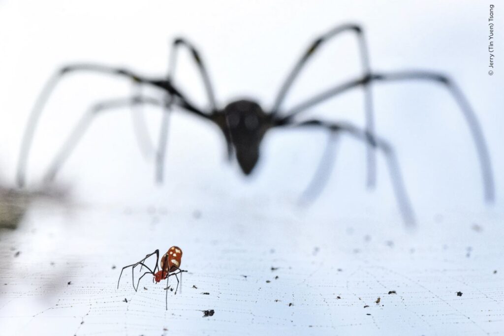 Una araña gota de rocío mientras un tejedor de orbes aparece al fondo. Jerry pasó un día en cuclillas bajo telas de araña, con su cámara apuntando al cielo. La luz perfiló la silueta del tejedor de orbes, mientras que un toque de destello iluminó la araña gota de rocío en primer plano. Foto: Jerry (Tin Yuen) Tsang