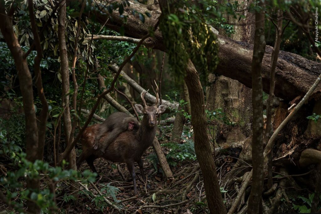 Interacción inusual de un macaco sobre un ciervo. Un movimiento repentino detrás del ciervo sika llamó la atención de Atsuyuki. En un instante, usando un árbol como trampolín, un joven macaco de Yakushima saltó sobre el lomo del ciervo. Alzando la vista momentáneamente, el ciervo, despreocupado, volvió a comer los hongos que tenía a sus pies. Atsuyuki rápidamente encuadró la interacción. Foto: Atsuyuki Ohshima