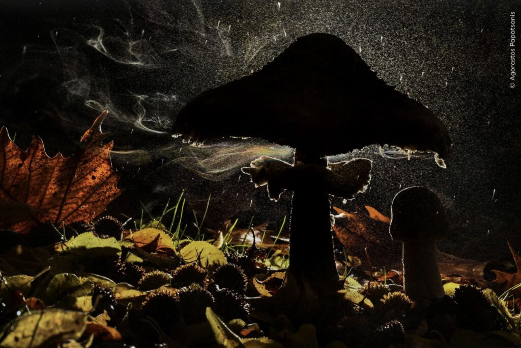 La magia de un hongo que libera sus esporas en el bosque. Fascinado durante mucho tiempo por los hongos, Agorastos se adentró en el bosque a pesar de la lluvia. Usando su paraguas fotográfico plateado para evitar que su cámara se mojara, cubrió su flash cuidadosamente colocado con una bolsa de plástico. Los toques de color provienen de la refracción de la luz que atraviesa el aire cargado de esporas y la lluvia. Foto: Agorastos Papatsanis