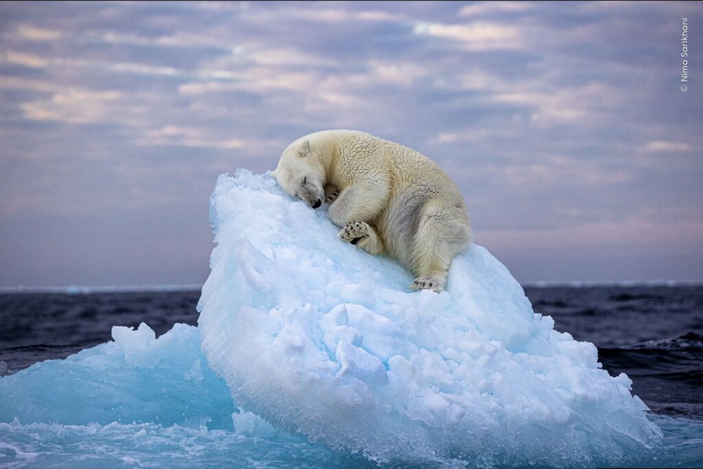 Un oso polar talla una cama en un pequeño iceberg antes de quedarse dormido en el extremo norte, en el archipiélago noruego de Svalbard. Foto: Nima Sarikhani