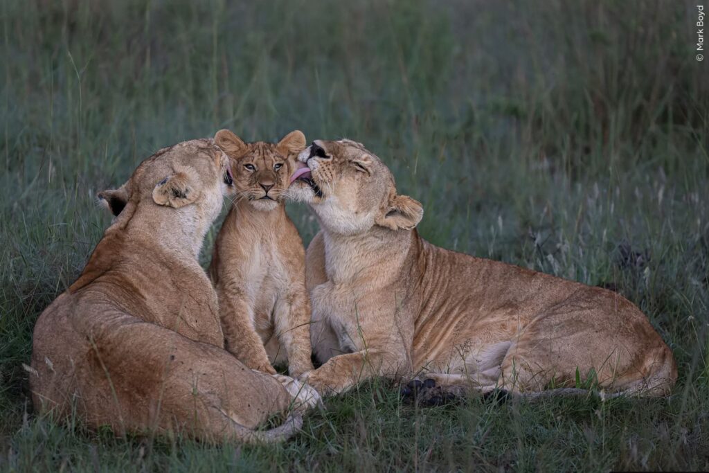 Leonas acicalaban a uno de los cinco cachorros de la manada en Masai Mara de Kenia. Las hembras crían a los cachorros de otras como si fueran propios y comparten las tareas de crianza. Aquí el joven claramente disfrutaba del momento de cariño y atención. Foto: Shared Parenting