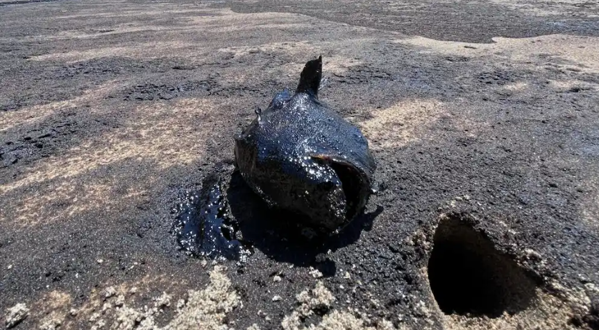 ¡Nueva tragedia ambiental! Derrame de petróleo daña 10 mil m2 de mar en Piura lobitos